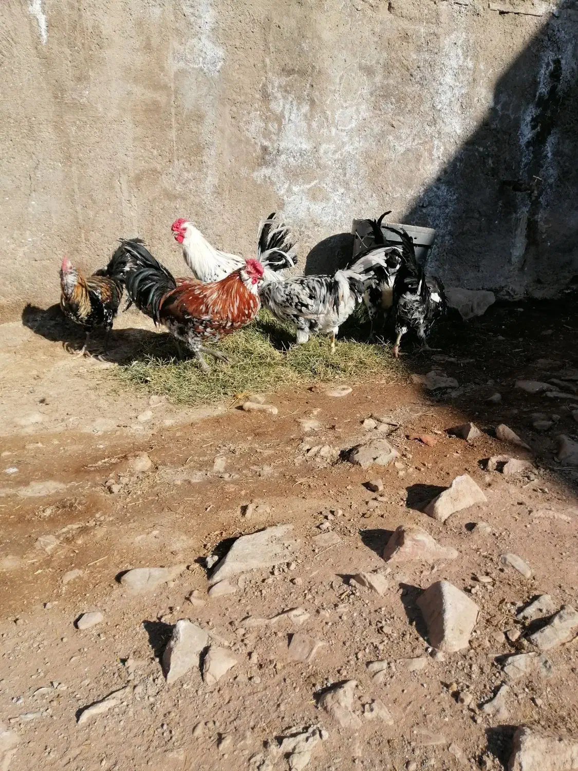 خروس گلین|حیوانات مزرعه|قم, پردیسان|دیوار