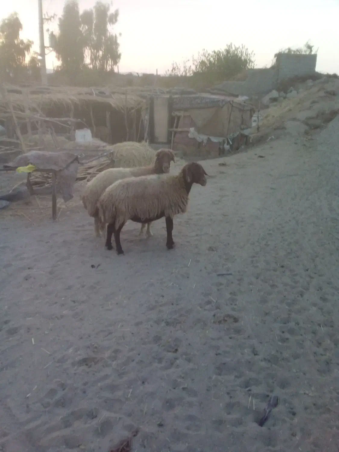 دوعدد گوشفند|حیوانات مزرعه|صالح آباد (ایلام), |دیوار