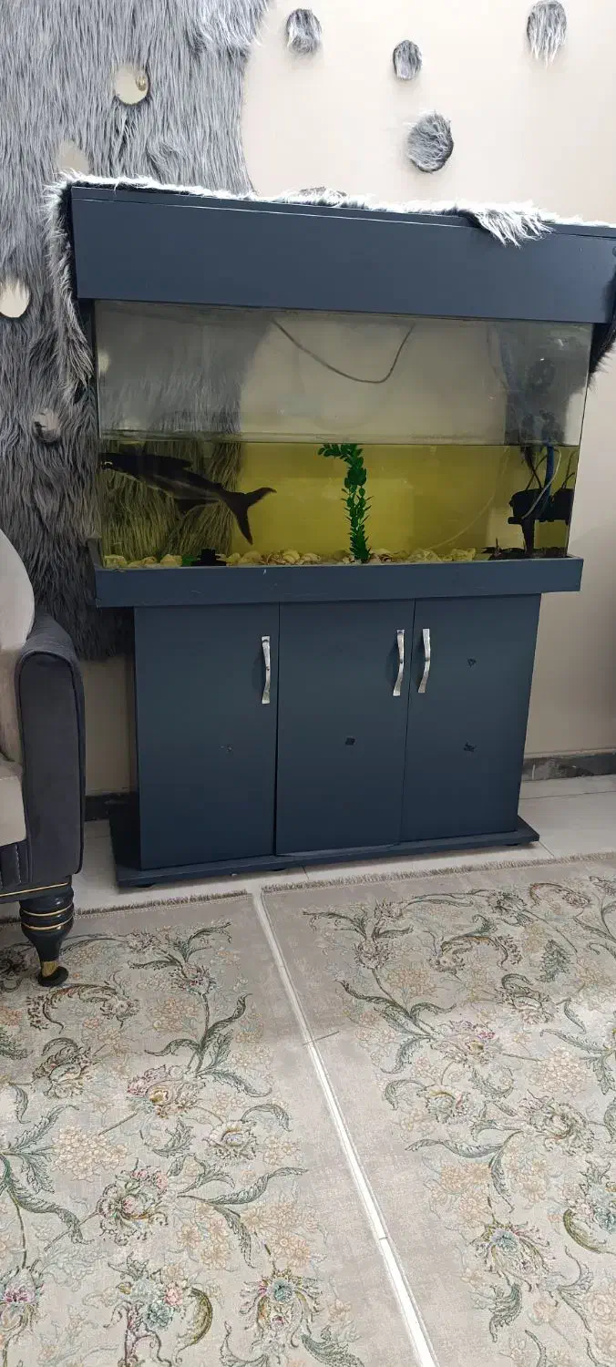 فروش اکواریوم همراه ماهی های داخلش|ماهی|تهران, مشیریه|دیوار