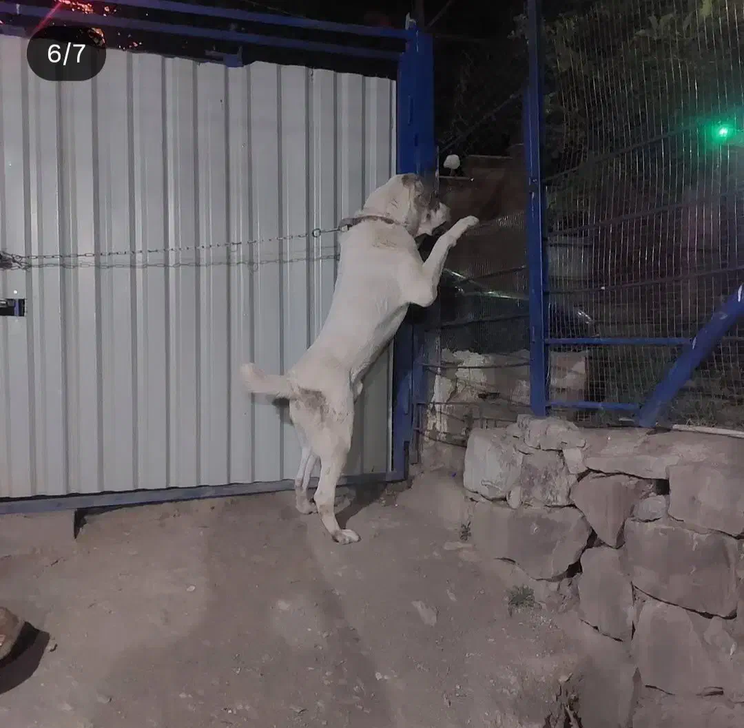 سگ آلابای|سگ|آبعلی, |دیوار