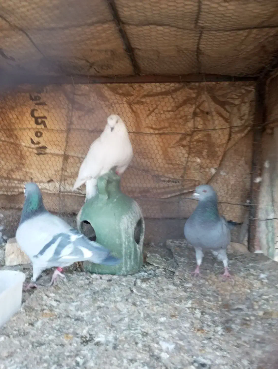 پرنده|پرنده|حمیدیا, |دیوار