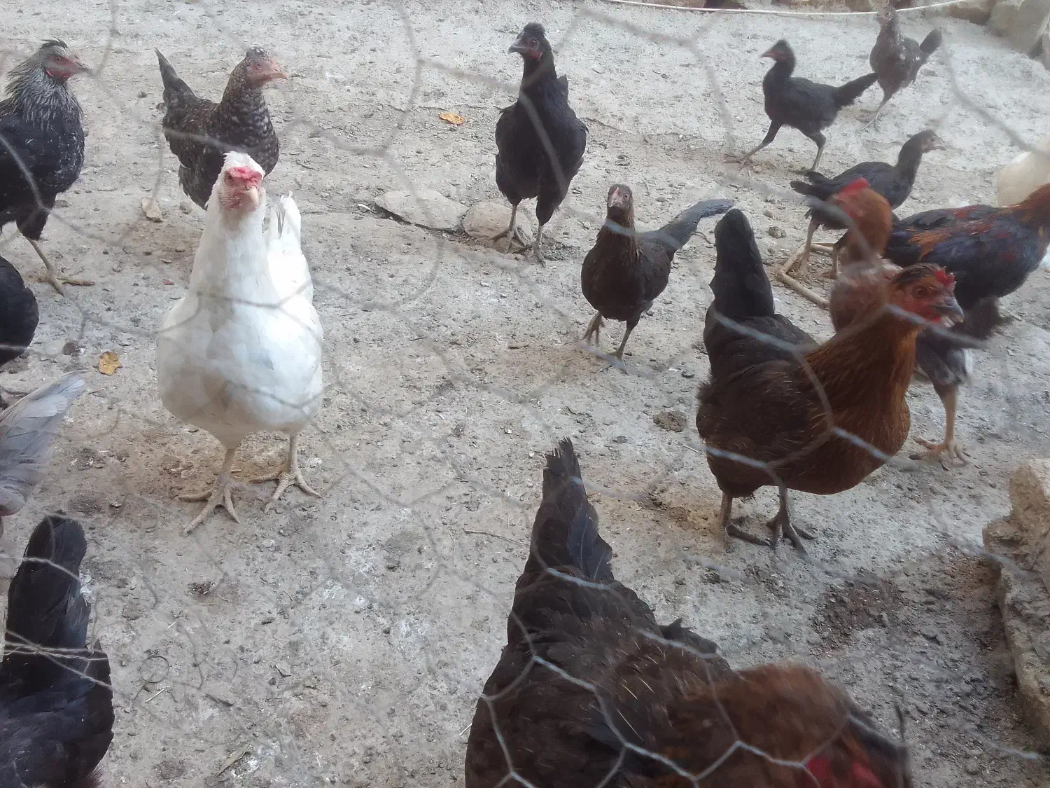 مرغ وباروک محلی|حیوانات مزرعه|مریوان, |دیوار