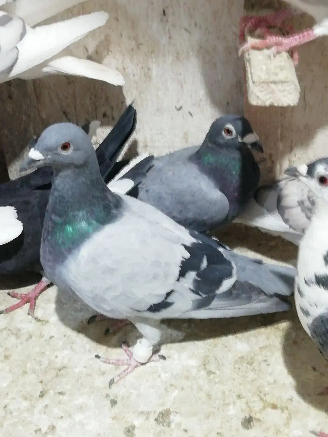 2تاکبوتر سبز 1 کوهی|پرنده|شیراز, هفت تنان|دیوار