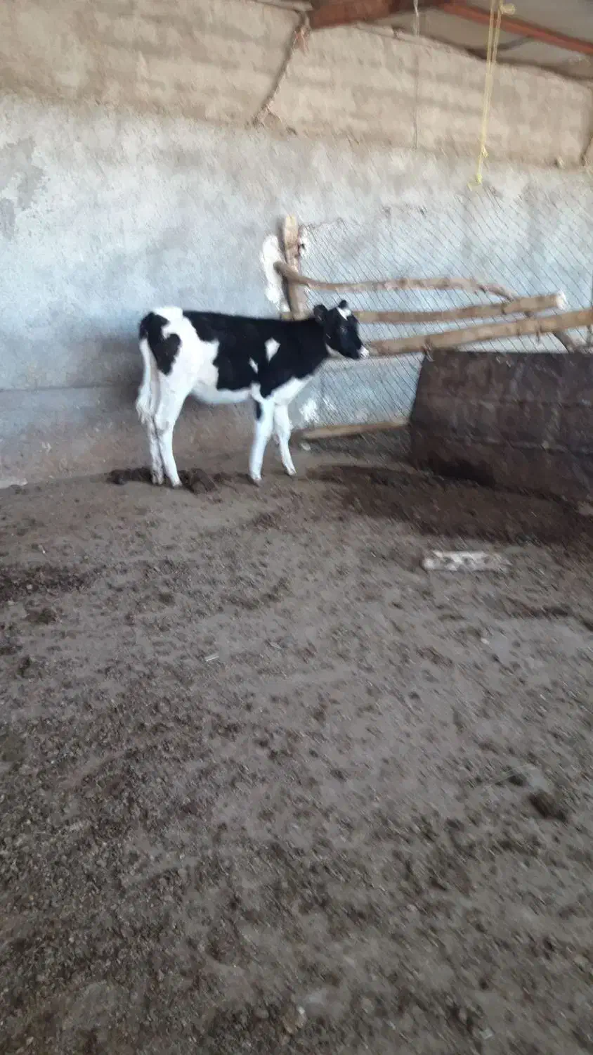 گاو وگوساله|حیوانات مزرعه|کوهدشت, |دیوار