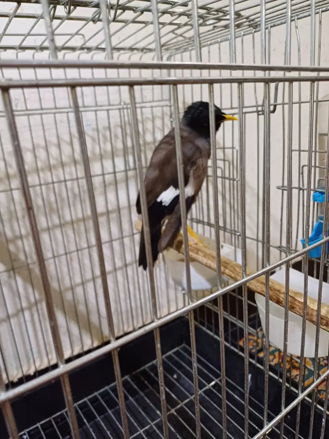 مرغ مینا|پرنده|اهواز, آسیاباد|دیوار