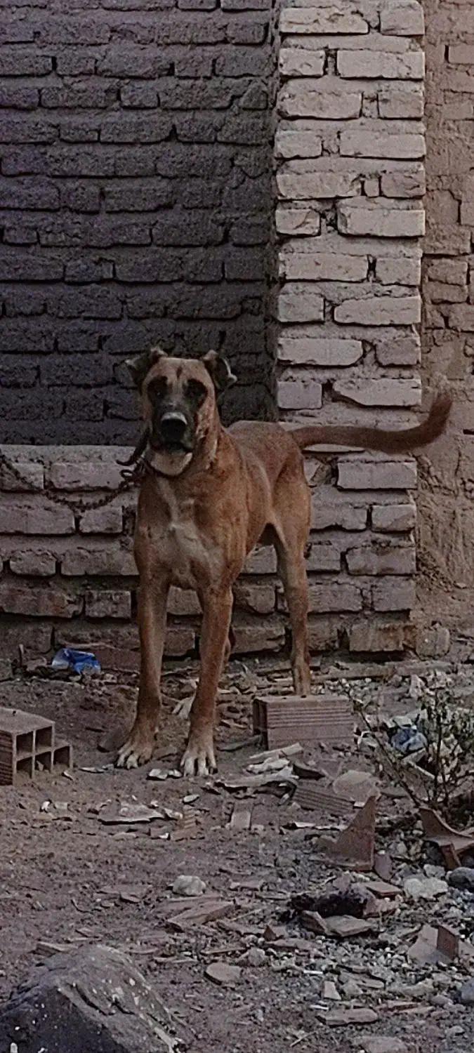 سگ افغان نر|سگ|کرمان, |دیوار