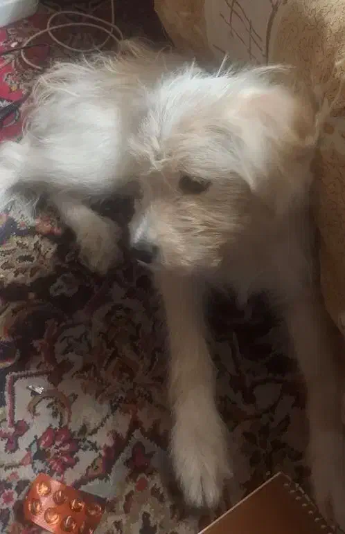 یک سگ شیتزو مالتیز حدودا 7 ماهه مفقود شده|سگ|اصفهان, ملک|دیوار