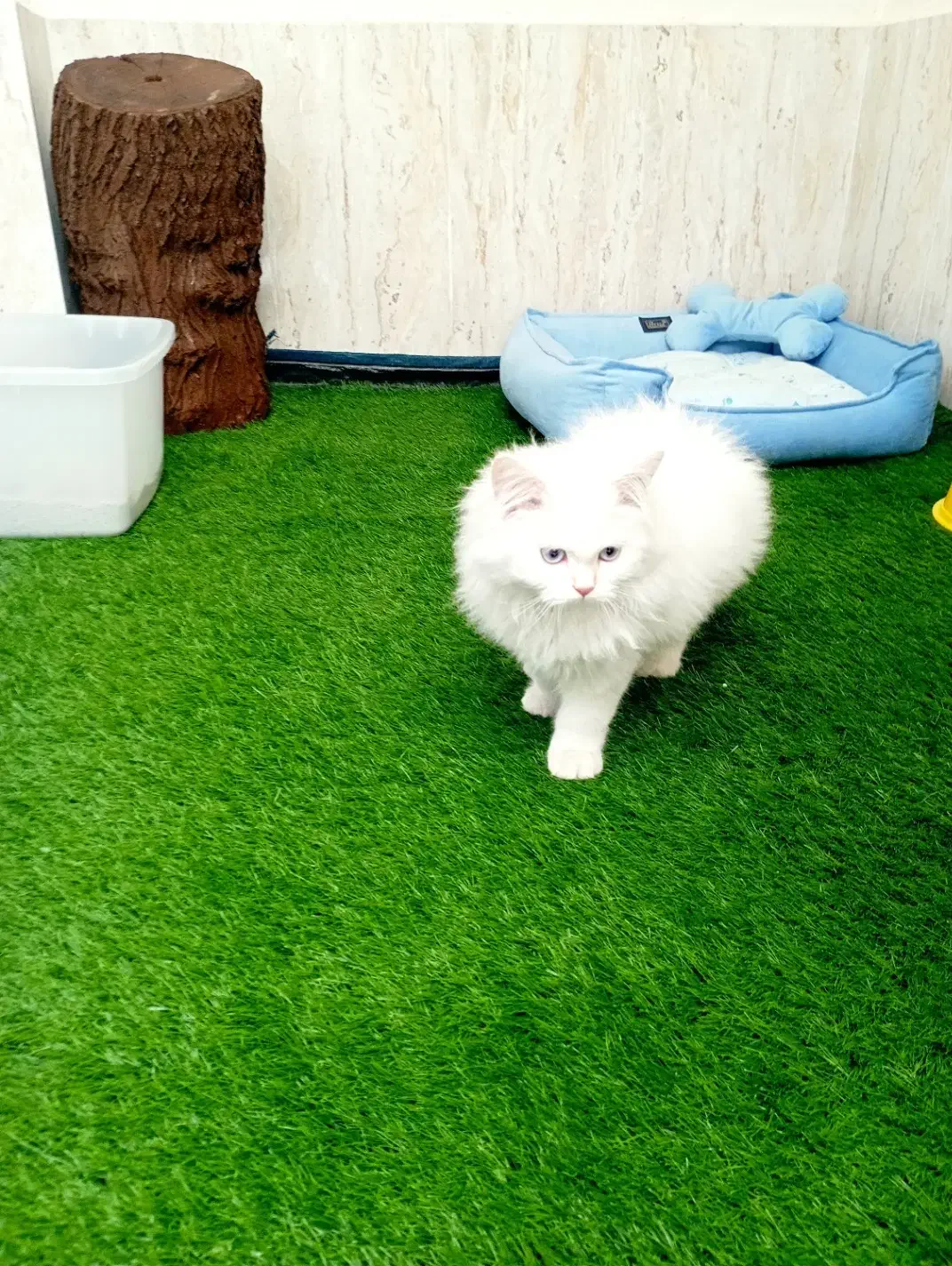 گربه پرشین اصل نر،  تراکم مو عالی|گربه|اصفهان, برازنده|دیوار