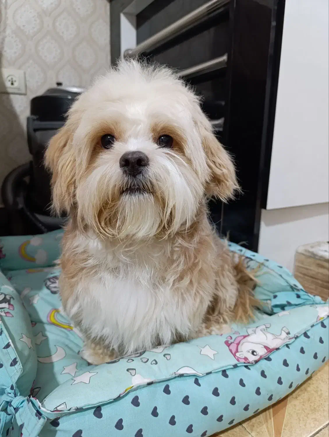 سگ شیتزو فلت|سگ|مشهد, یاس|دیوار