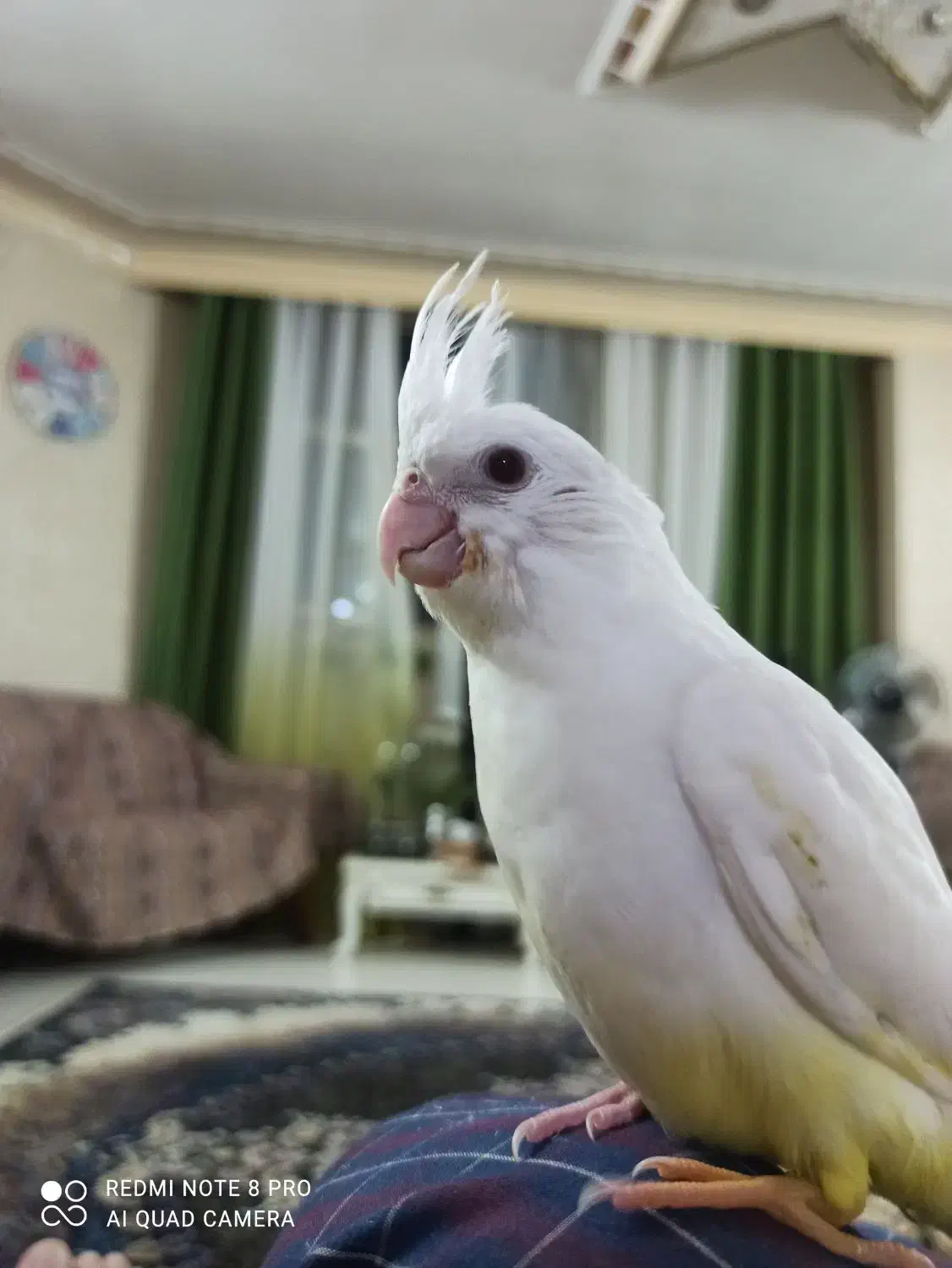 عروس هلندی لوتینو ماده ، و آلبینو نر|پرنده|شاهین‌شهر, فردوسی|دیوار