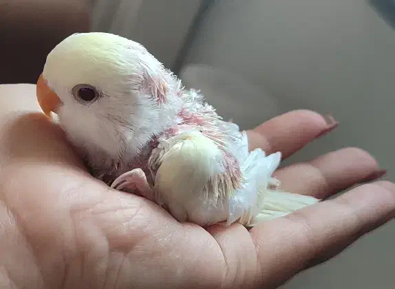 کوتوله برزیلی|پرنده|زرقان, |دیوار