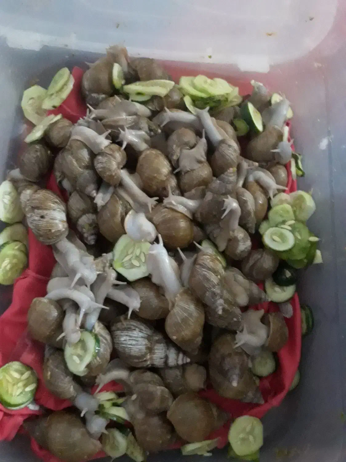 حلزون|خزنده|صحنه, |دیوار