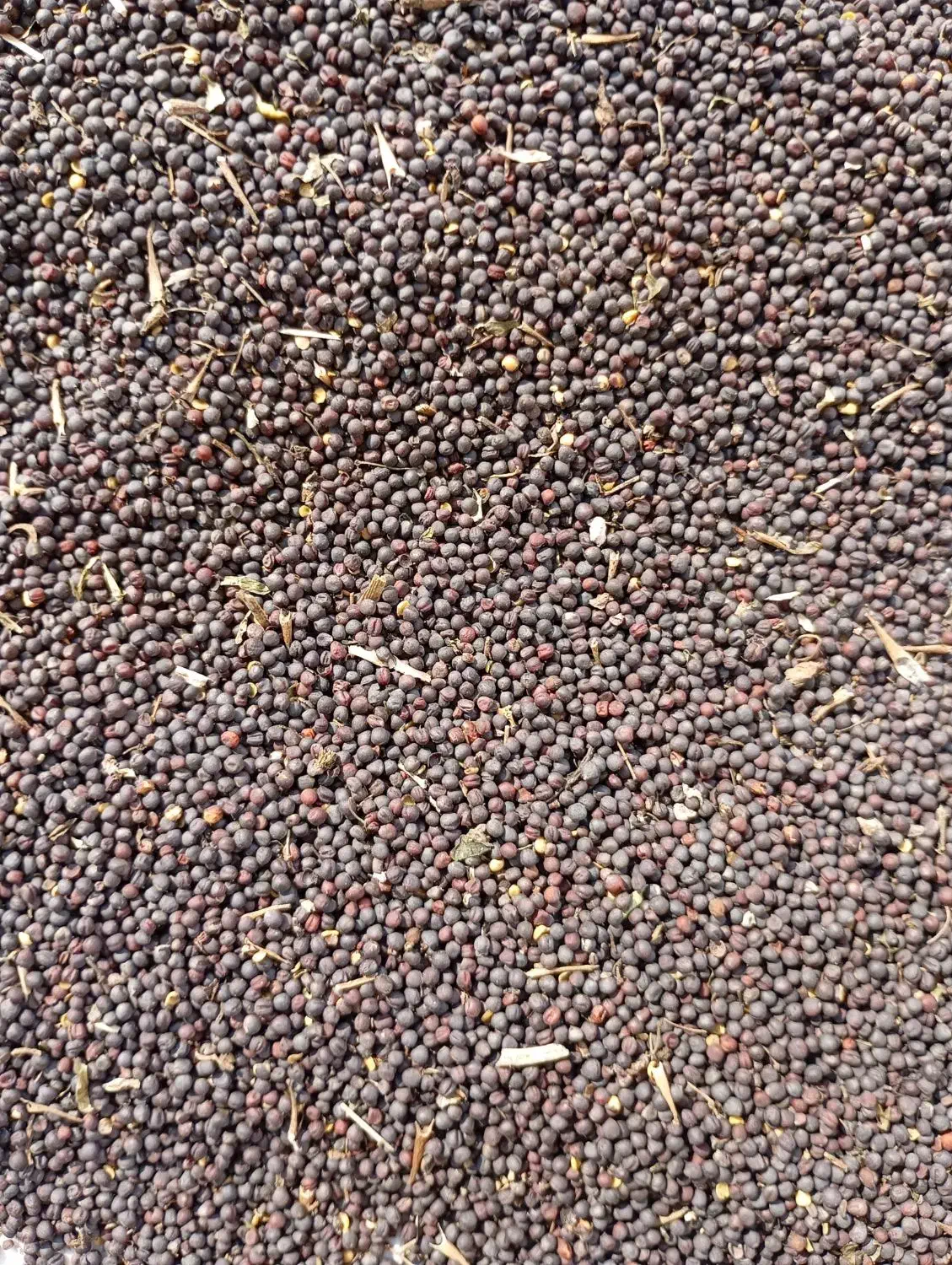 بذرکلزا هیولا50 دستی|گل و گیاه طبیعی|کلاله, |دیوار