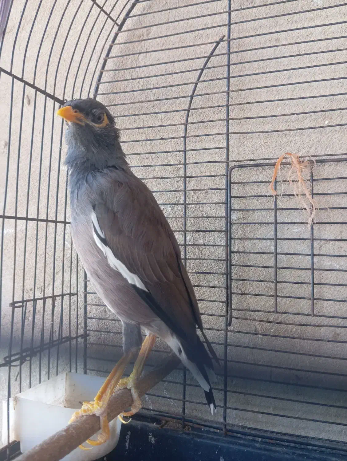 فروش یا معاوضه با طوطی|پرنده|بندرعباس, |دیوار