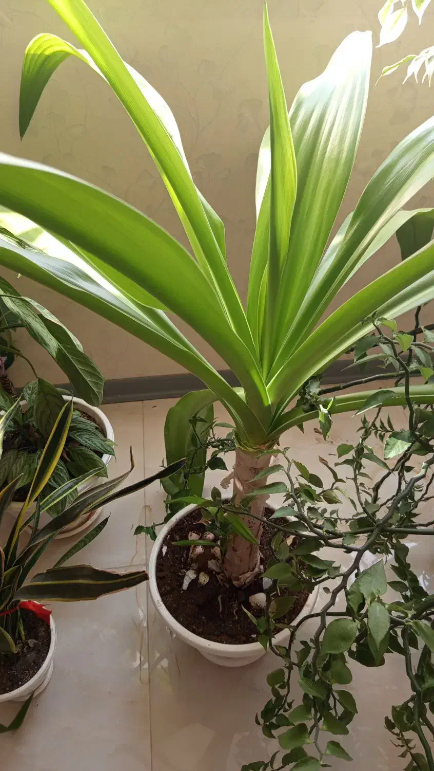 گل اشک ملکه|گل و گیاه طبیعی|شاهینشهر, شهرک میلاد|دیوار