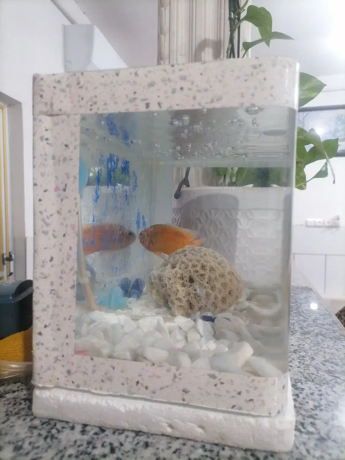 اکواریوم|ماهی|سیرجان, |دیوار