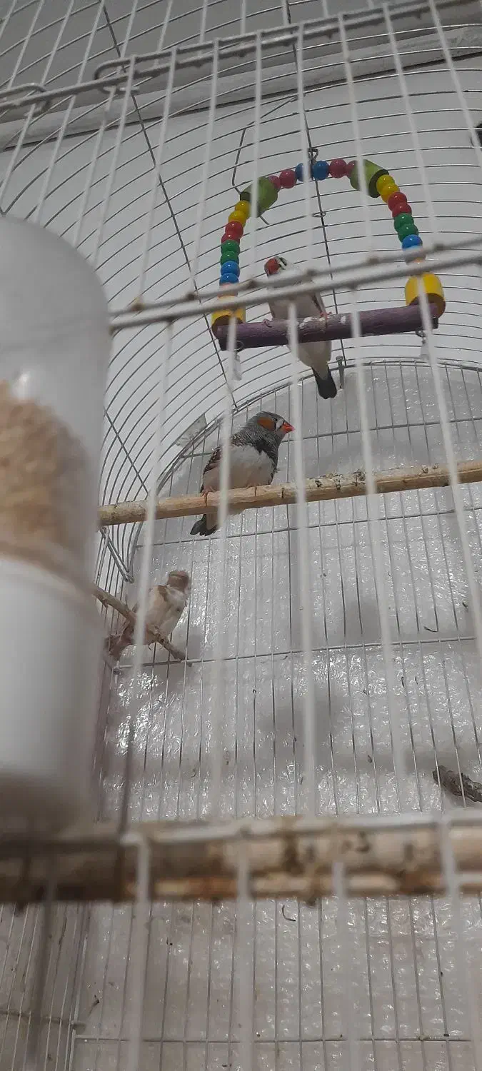 فنچ و قفس|پرنده|مشهد, خواجه ربیع|دیوار