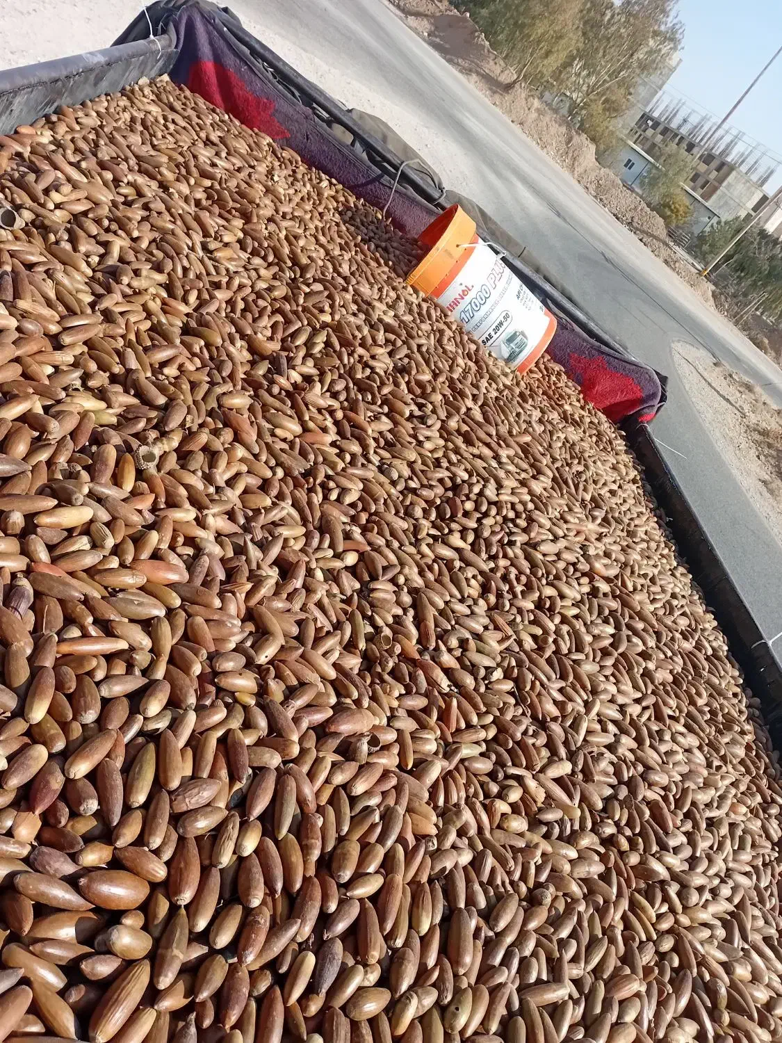 بلوط تحویل دامداری فسا و اطراف|حیوانات مزرعه|فسا, |دیوار