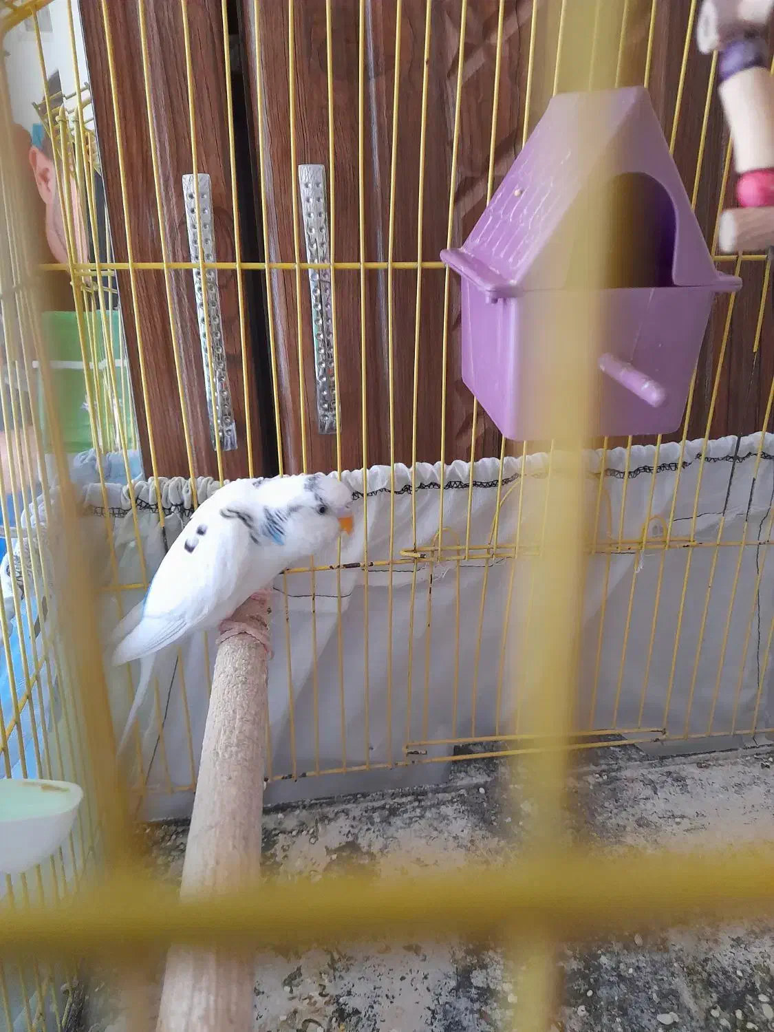 مرغ عشق جوان|پرنده|الوند, |دیوار