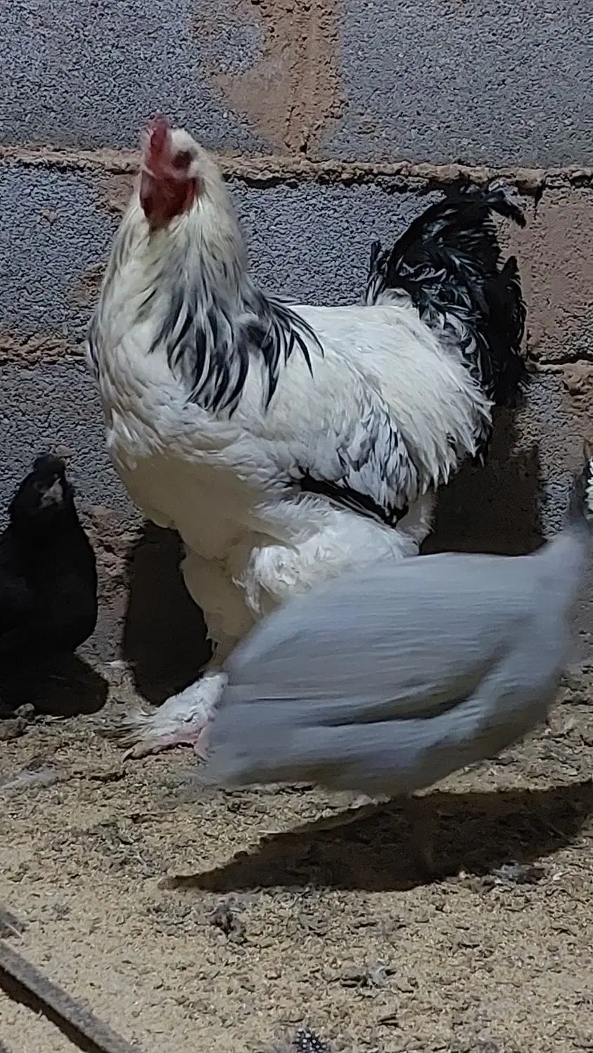 برهما|حیوانات مزرعه|سیستان, |دیوار