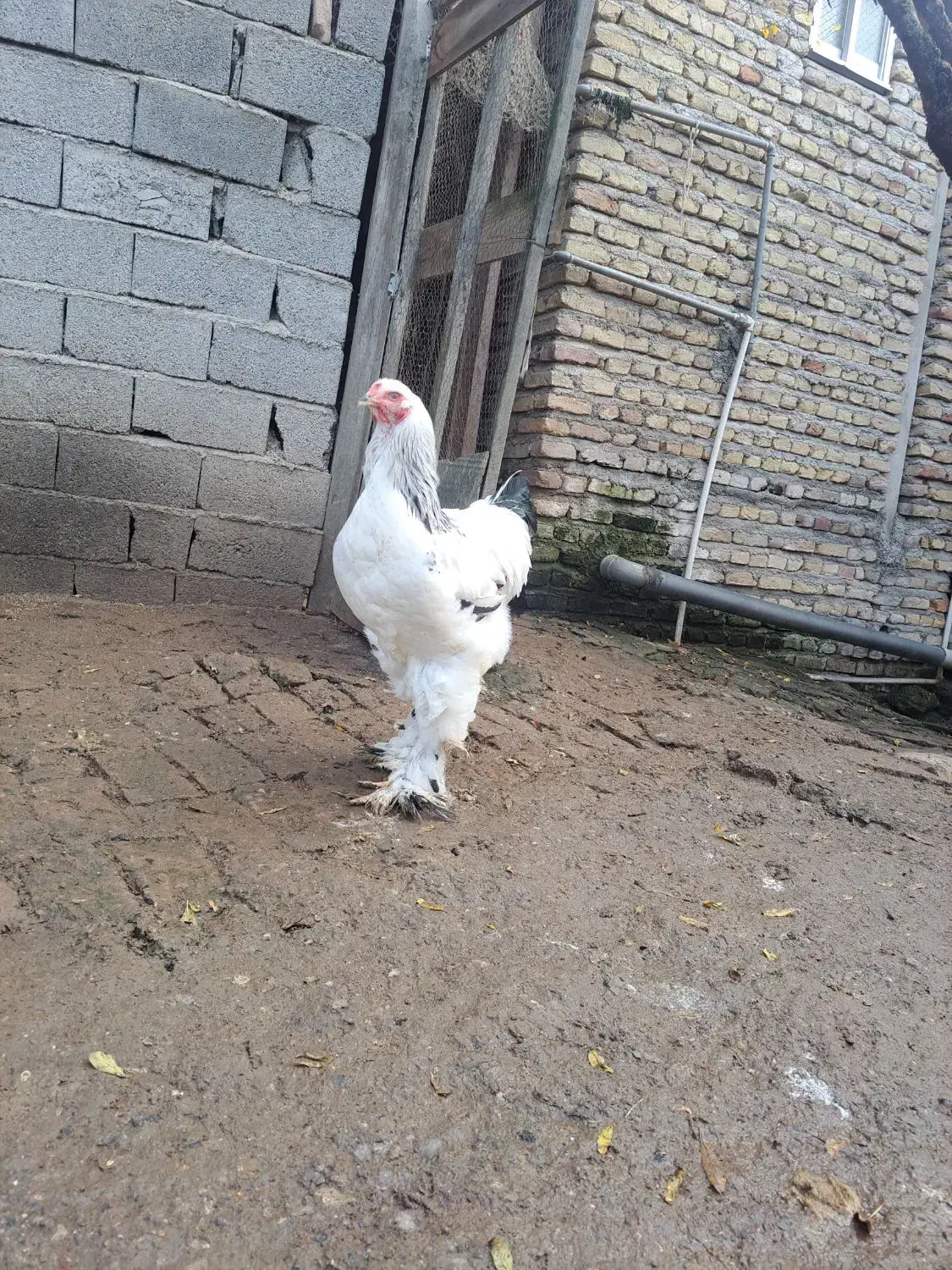 فروش خروس پنج ماهه برهما لایت|حیوانات مزرعه|قائم‌شهر, |دیوار