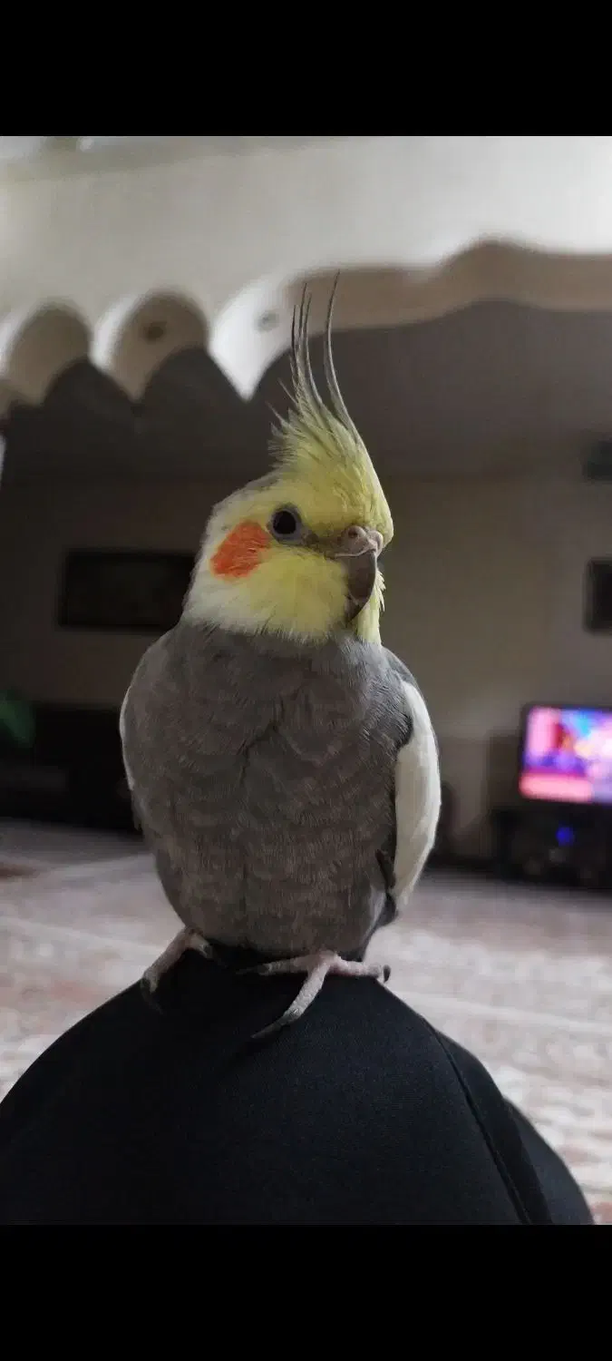 گمشده|حیوانات|مرودشت, مسجد رسول‎|دیوار