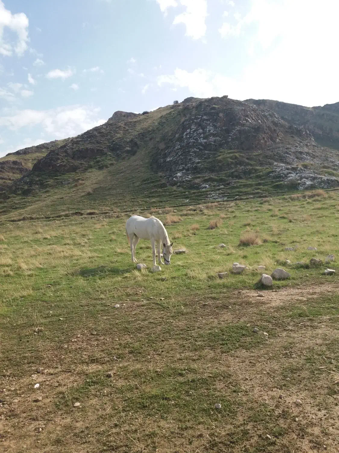 مادیان|اسب و تجهیزات اسب‌سواری|گیلان غرب, |دیوار