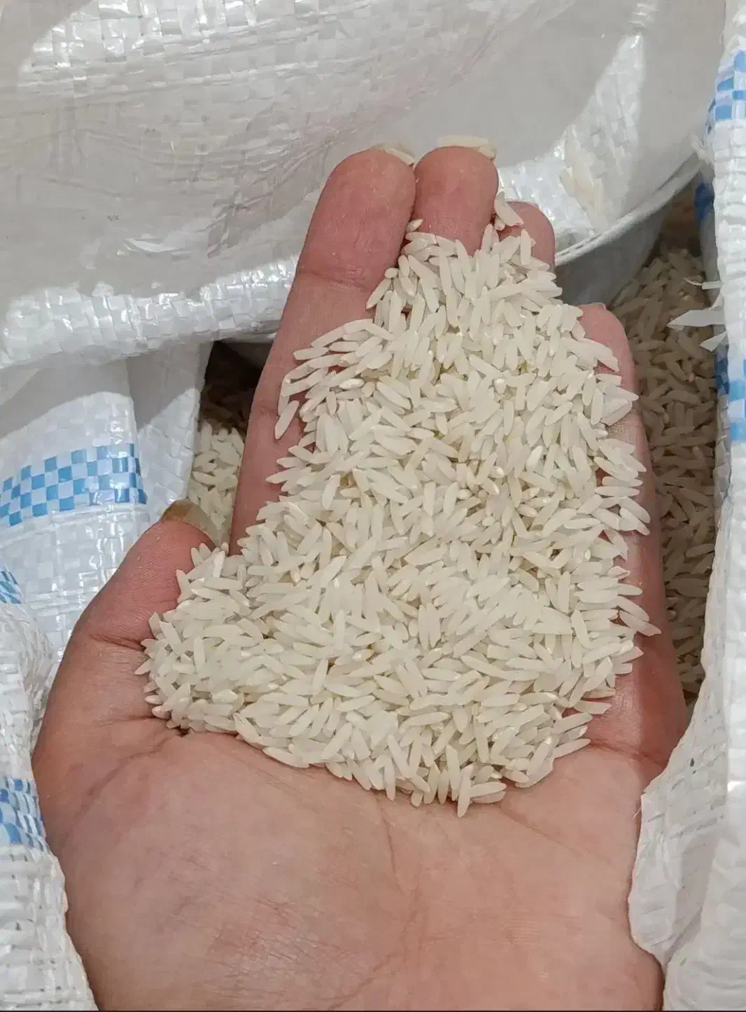 برنج فجر سوزنی ۹۰روزه امسال|خوردنی و آشامیدنی|آزادشهر, |دیوار
