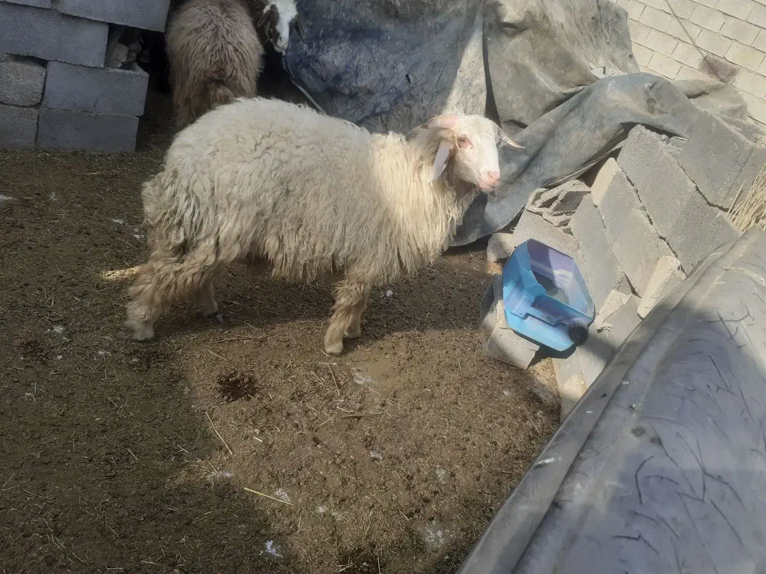 بر نر در رامشیر|حیوانات مزرعه|بندر ماهشهر, |دیوار