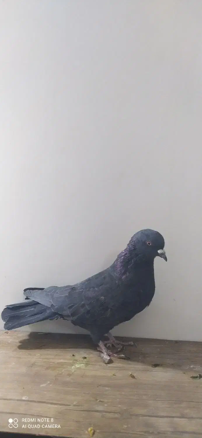 تعدادی کبوتر سالم|پرنده|شازند, |دیوار