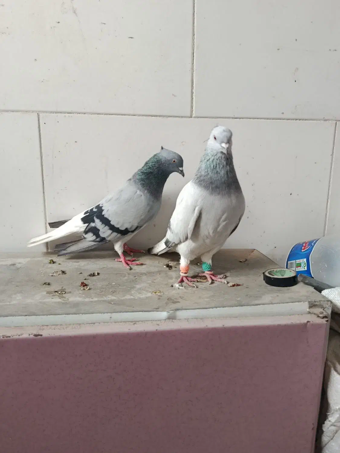 اشعل|پرنده|اهواز, کوی باهنر|دیوار