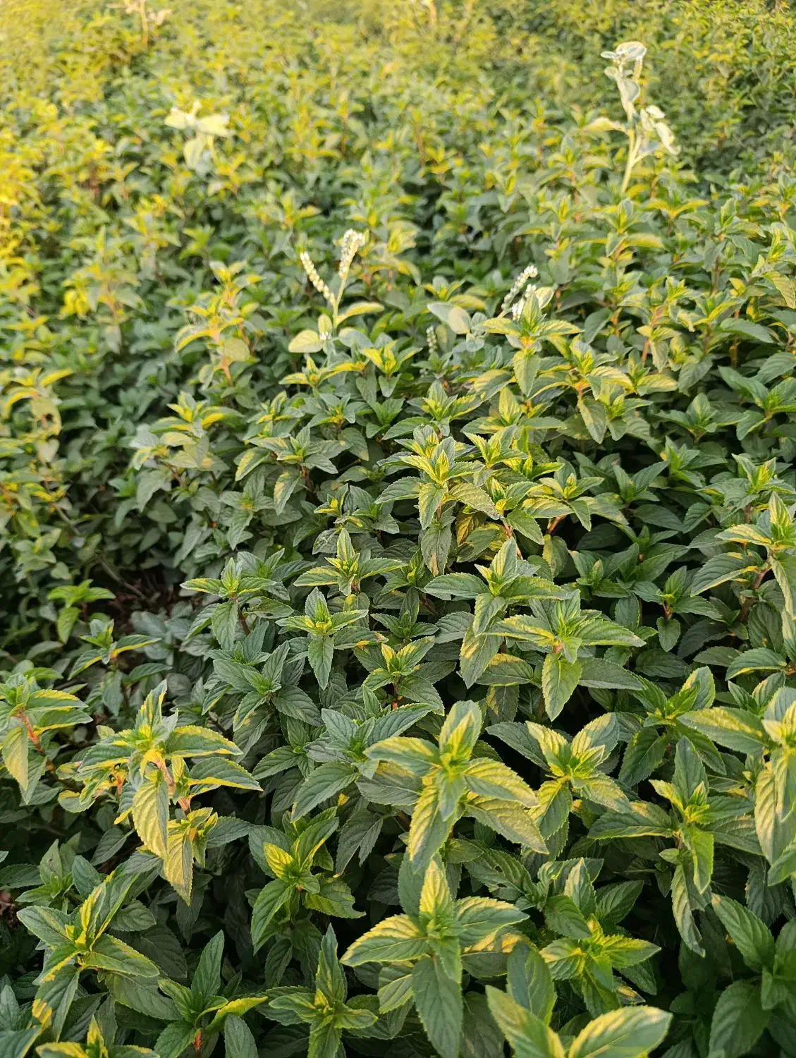 نعناع فلفلی|عمدهفروشی|جنت, |دیوار