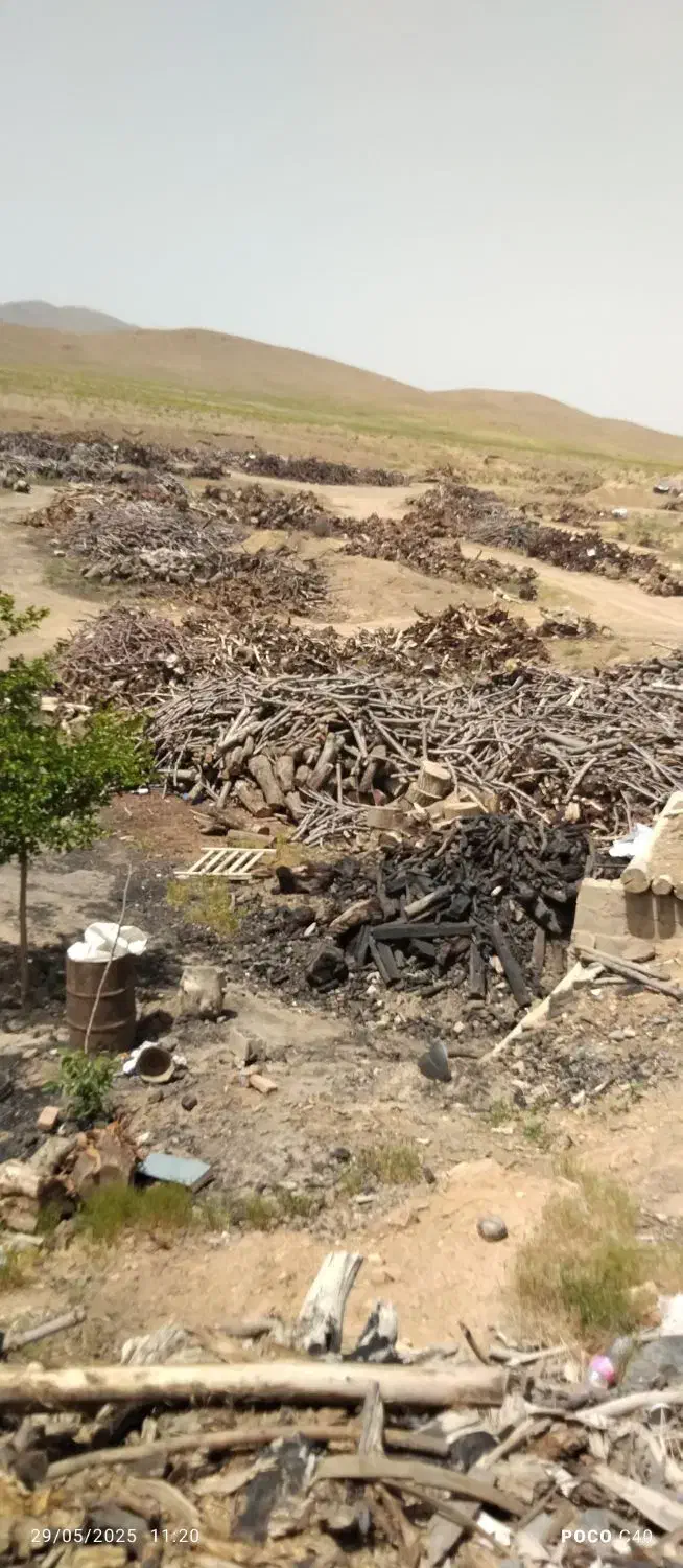 خرید انواع چوب درخت وریشه مو|خدمات باغبانی و درختکاری|کشاورز, |دیوار