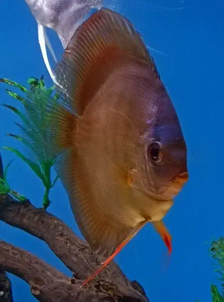 دو جفت دیسکس|ماهی|نیشابور, شهید جعفری|دیوار