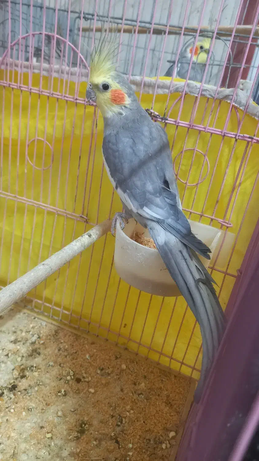 عروس هلندی|پرنده|یزد, |دیوار