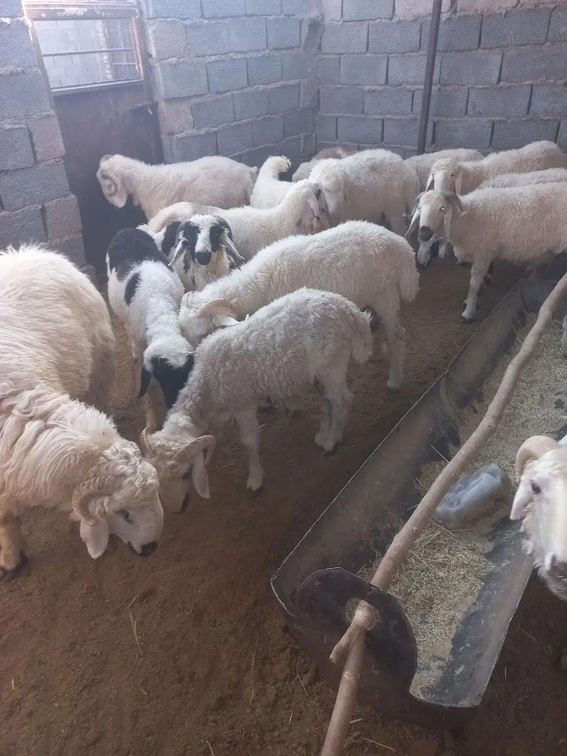 بره نر|حیوانات مزرعه|رفسنجان, |دیوار