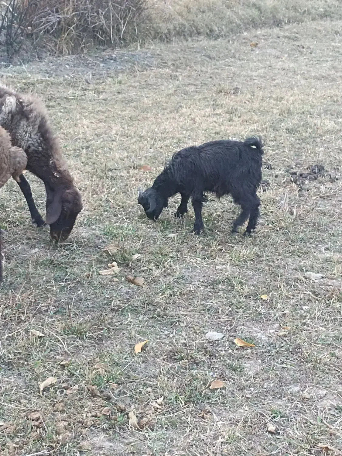 بز و بزغاله|حیوانات مزرعه|فریدونشهر, |دیوار