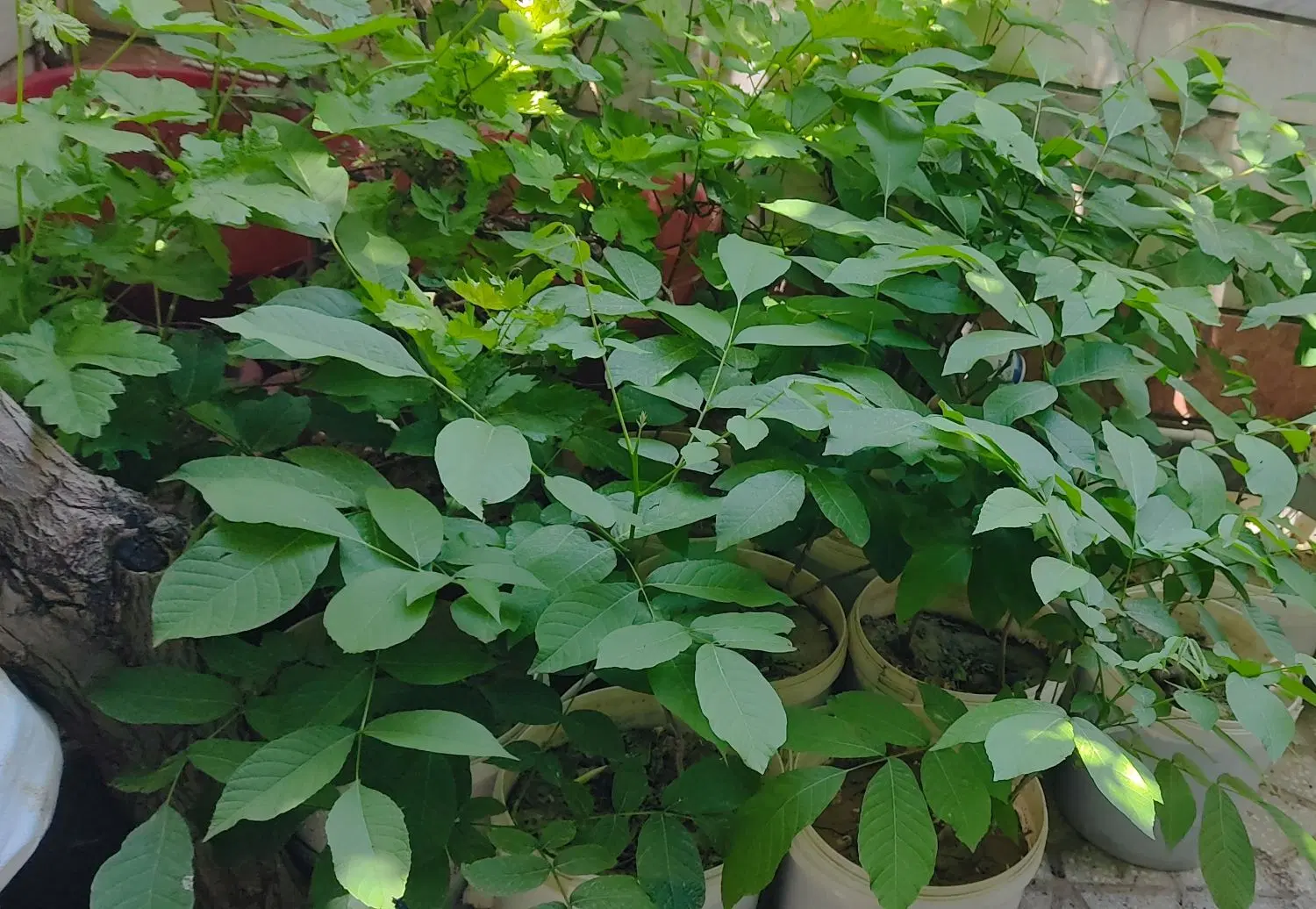نهال گردو|گل و گیاه طبیعی|دورود, |دیوار