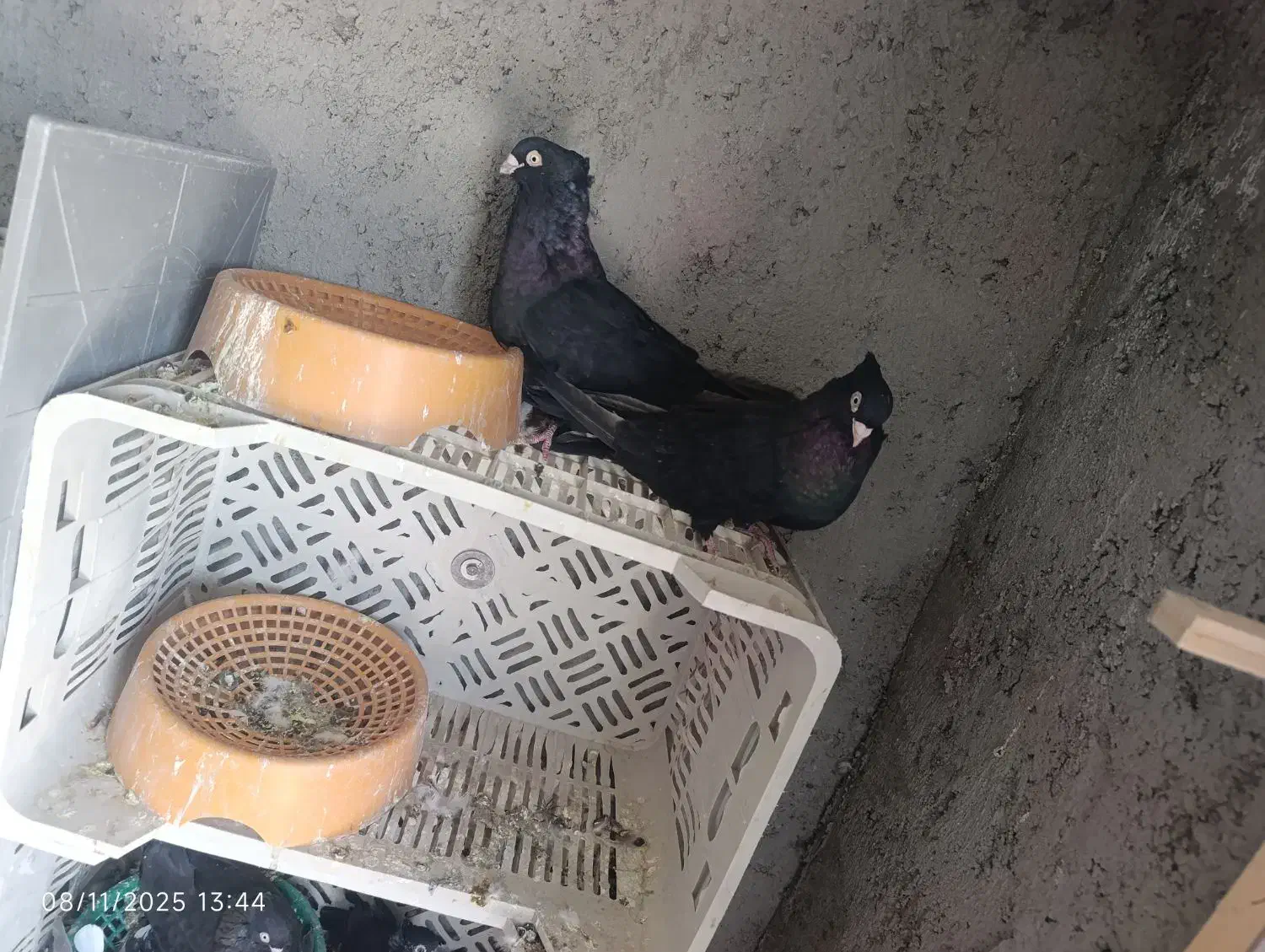 کبوتر زاغ صرب|پرنده|جیرفت, |دیوار