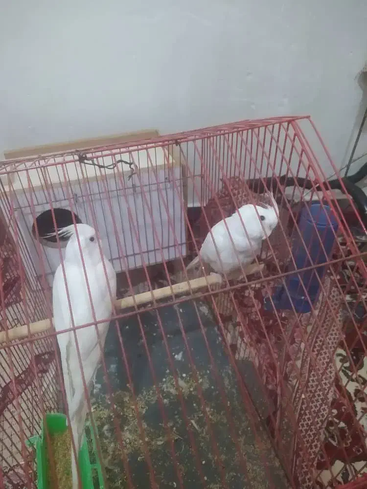 عروس هلندی لوتینو آلبینو مولد به شرط جوجه|پرنده|بندر ماهشهر, |دیوار