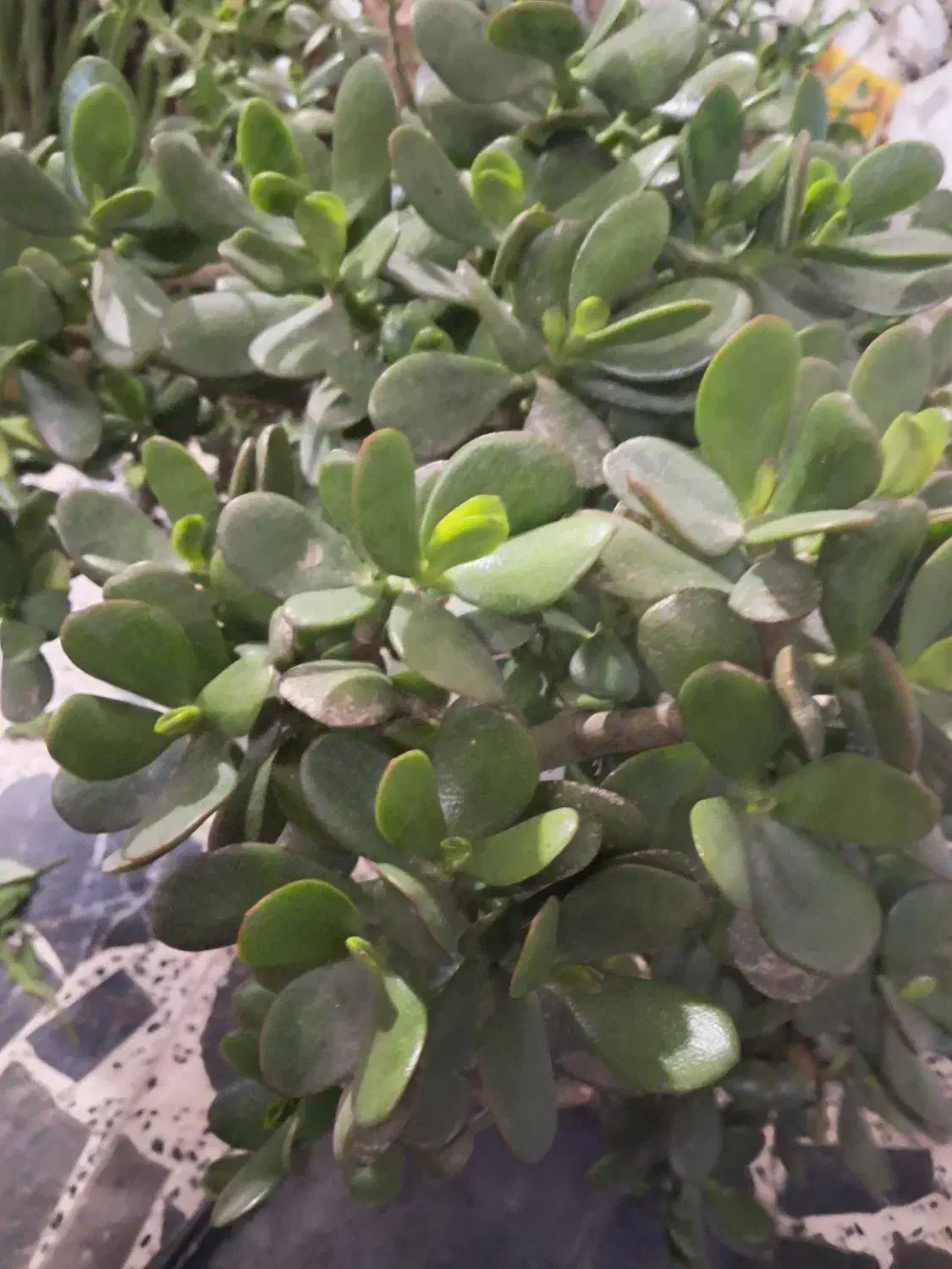 گل طبیعی|گل و گیاه طبیعی|رشت, شهرک صبا|دیوار