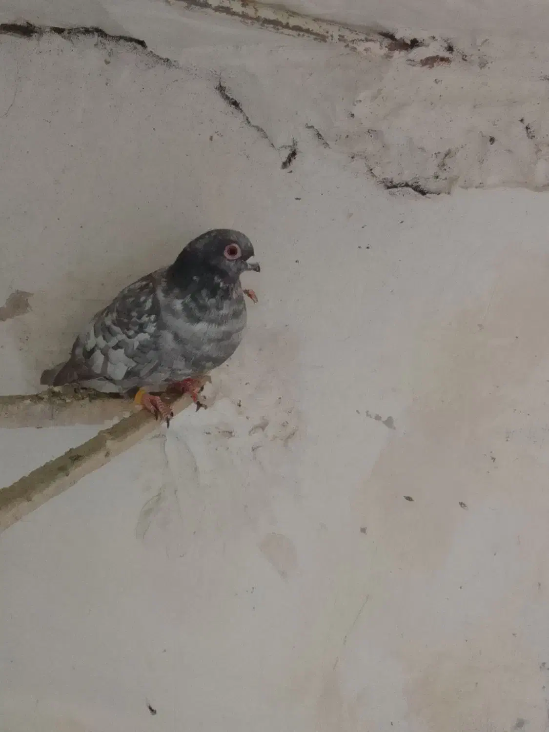 کبوتر|پرنده|نیشابور, چمبران|دیوار