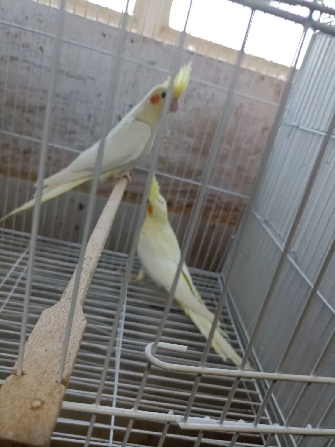 عروس قناری مرغ عشق فنچ گرینچیک|پرنده|خواف, |دیوار