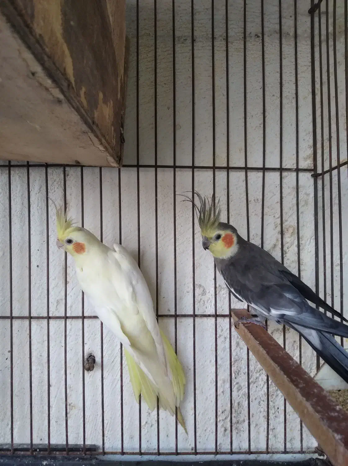 عروس هلندی مولد با ۳جوجه|پرنده|چابهار, |دیوار