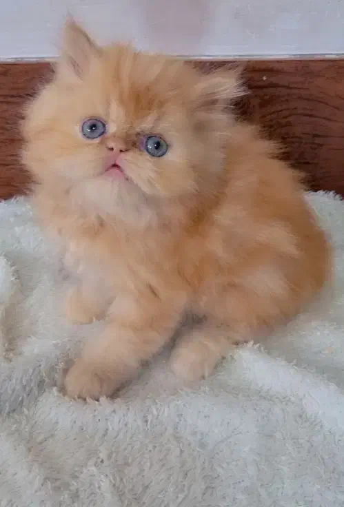 واگذاری بچه گربه پرشین|گربه|ری, علایین|دیوار