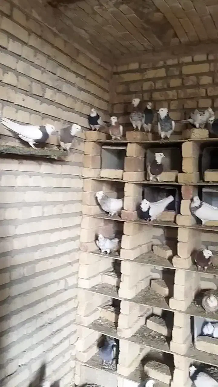 کبوتر طوقی|پرنده|ورزنه, |دیوار