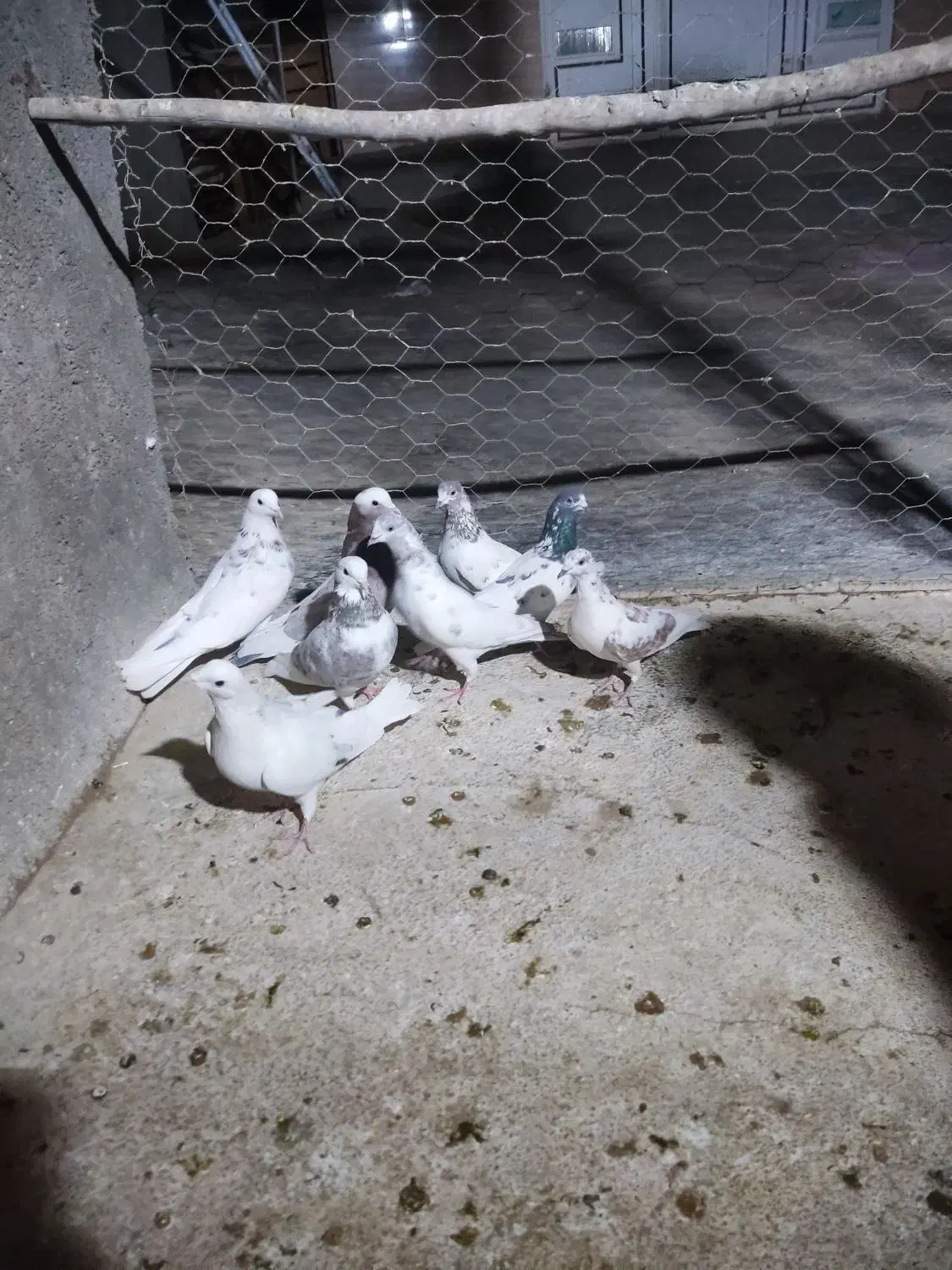 کفترپرشتی|پرنده|ملایر, |دیوار