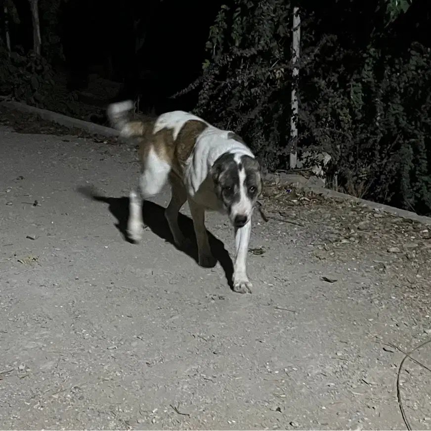 سگ نر گله ای|سگ|ورامین, ورامین|دیوار