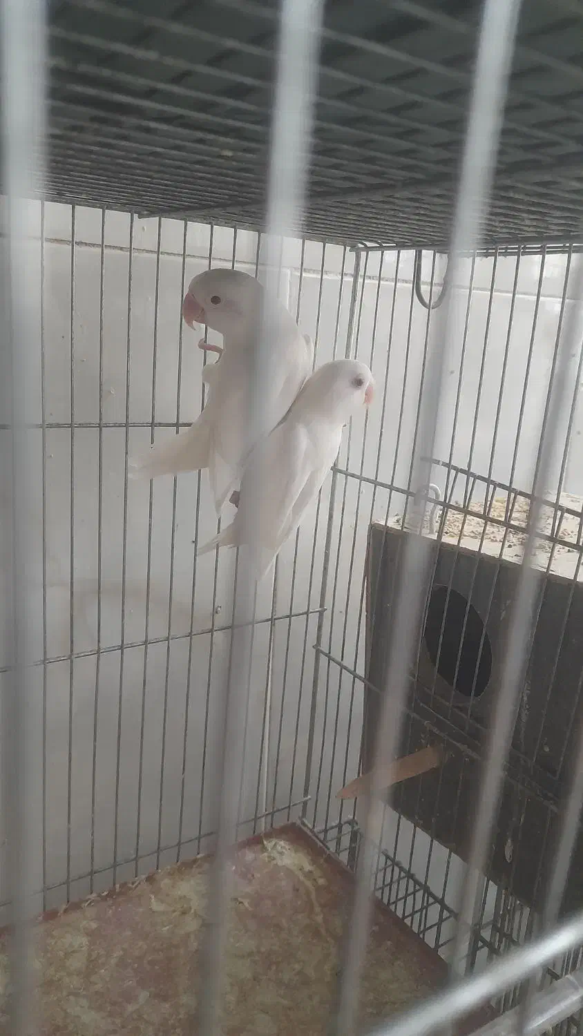 مولد عروس هلندی کو توله|پرنده|قم, علی آباد سعدگان|دیوار