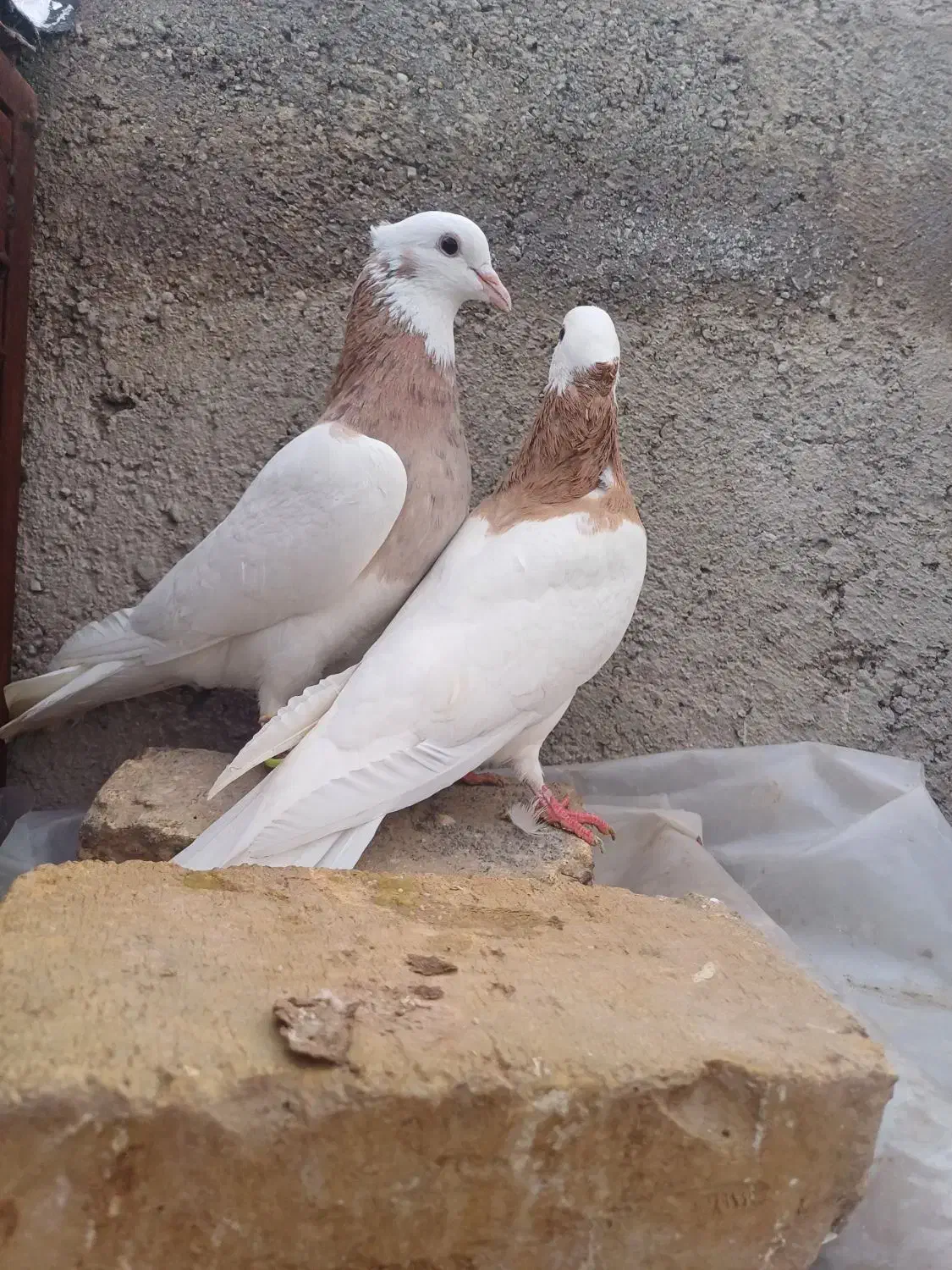 کیوتر|پرنده|قزوین, |دیوار